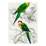Different types of birds illustrated (Print Only) thumbnail