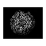 Backyard Flowers In Black And White 54 (Print Only) thumbnail