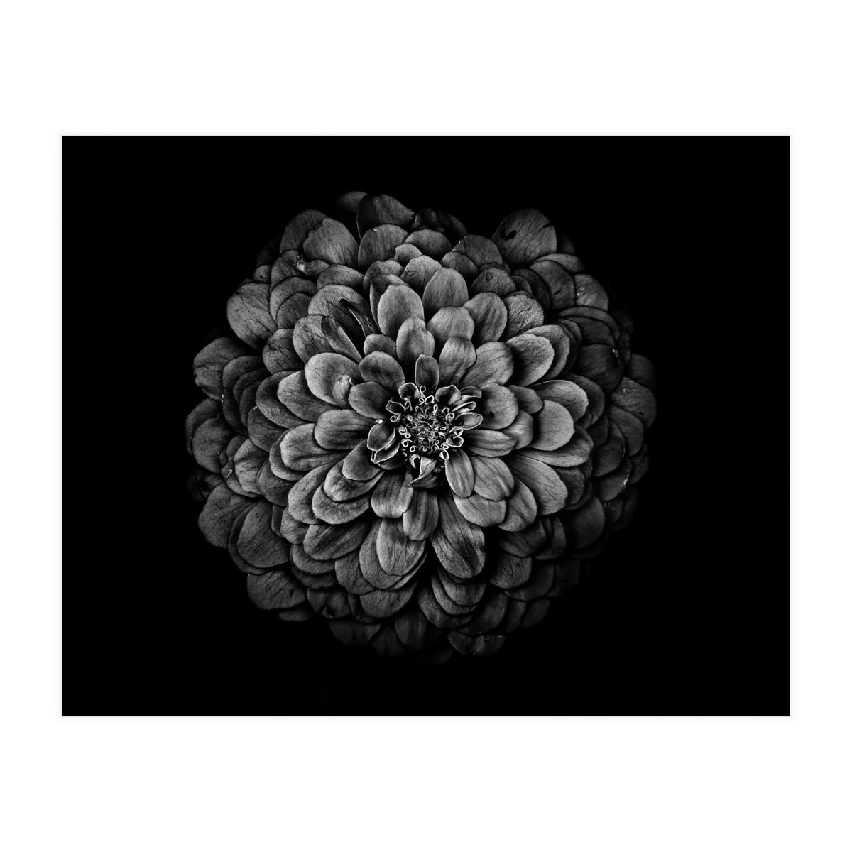 Backyard Flowers In Black And White 54 (Print Only)