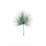 Botanical Illustration Fanpalm (Print Only) thumbnail