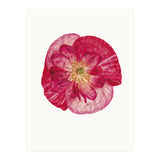 Cc Poppy 02 (Print Only) thumbnail