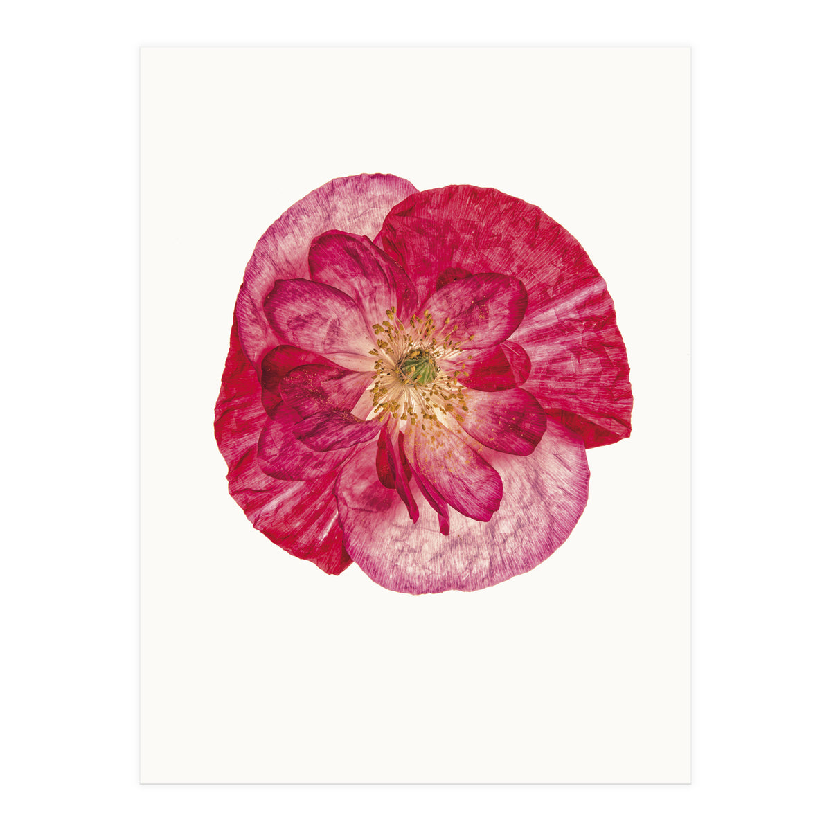 Cc Poppy 02 (Print Only)