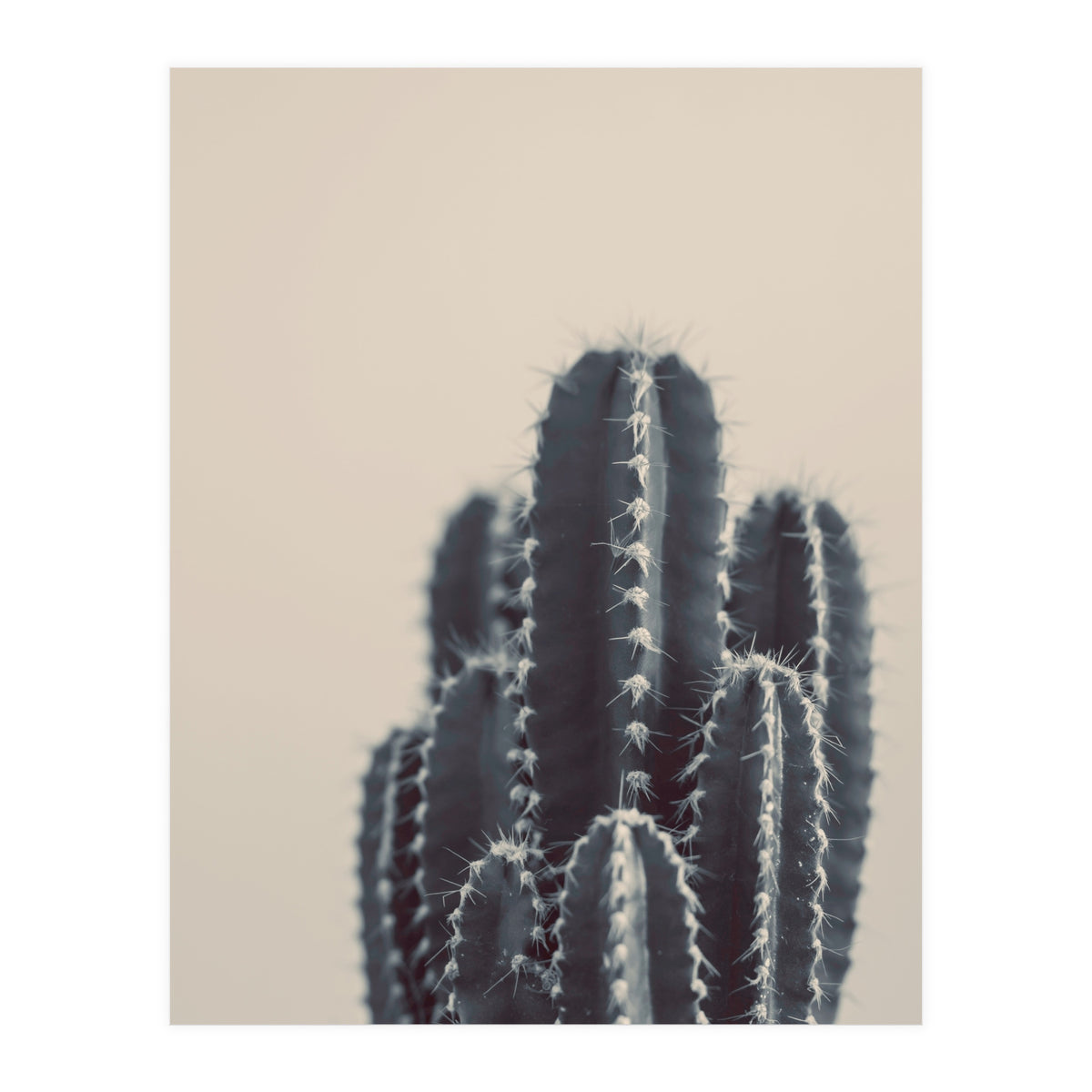 Vintage Cactus #1 (Print Only)