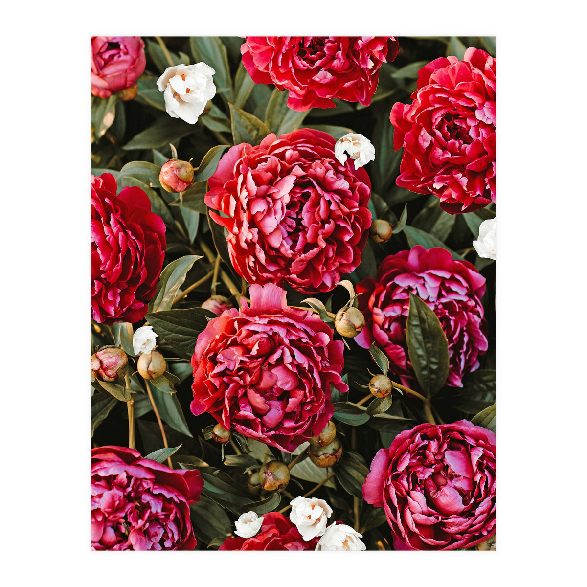 Blossom Love (Print Only)