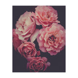 Dreamy Roses (Print Only) thumbnail