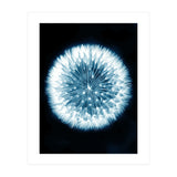 Taraxacum Officinale (Print Only) thumbnail