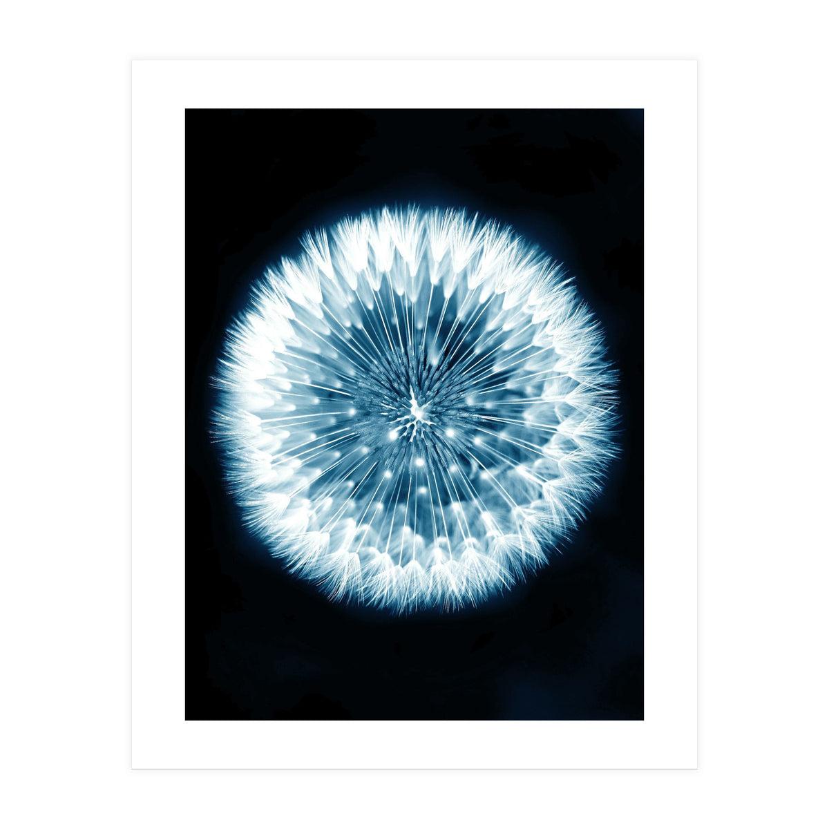 Taraxacum Officinale (Print Only)