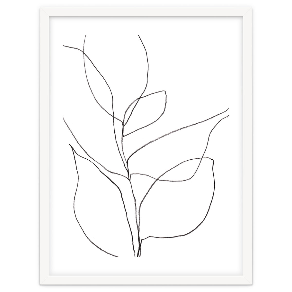Plant Line Drawing