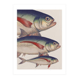 Fish Classic Designs 5 (Print Only) thumbnail