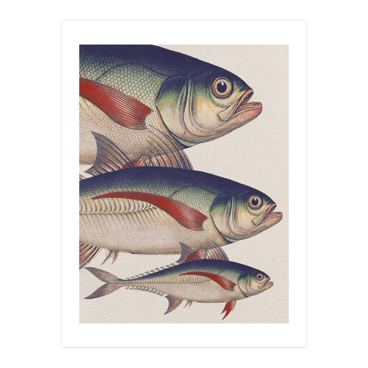 Fish Classic Designs 5 (Print Only)