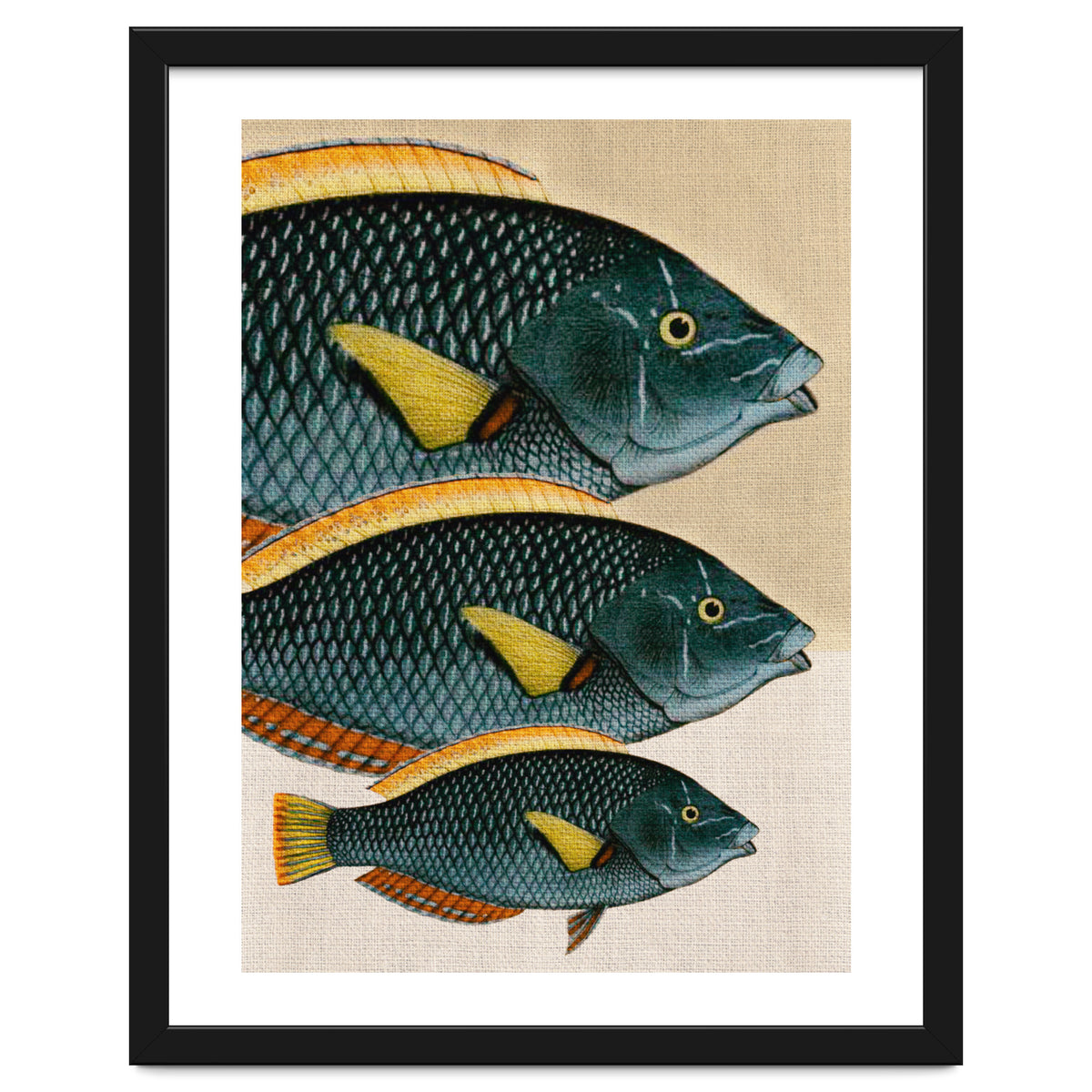 Fish Classic Designs 10