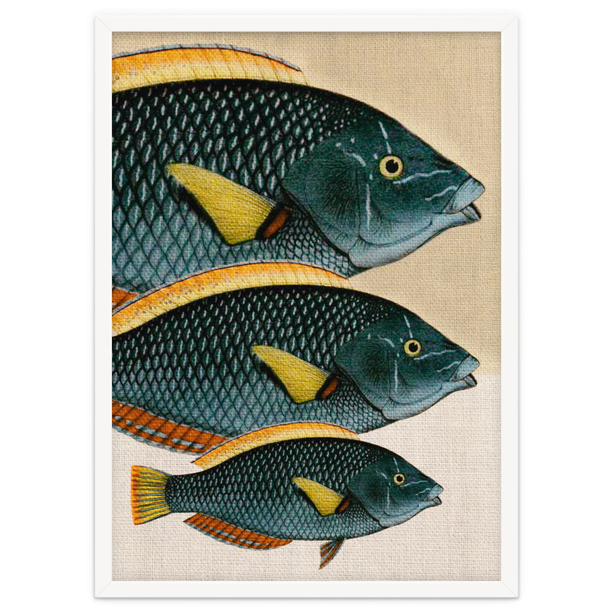 Fish Classic Designs 10