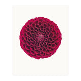 Cc Flower 03 (Print Only) thumbnail