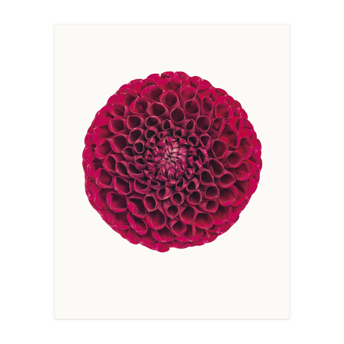 Cc Flower 03 (Print Only)