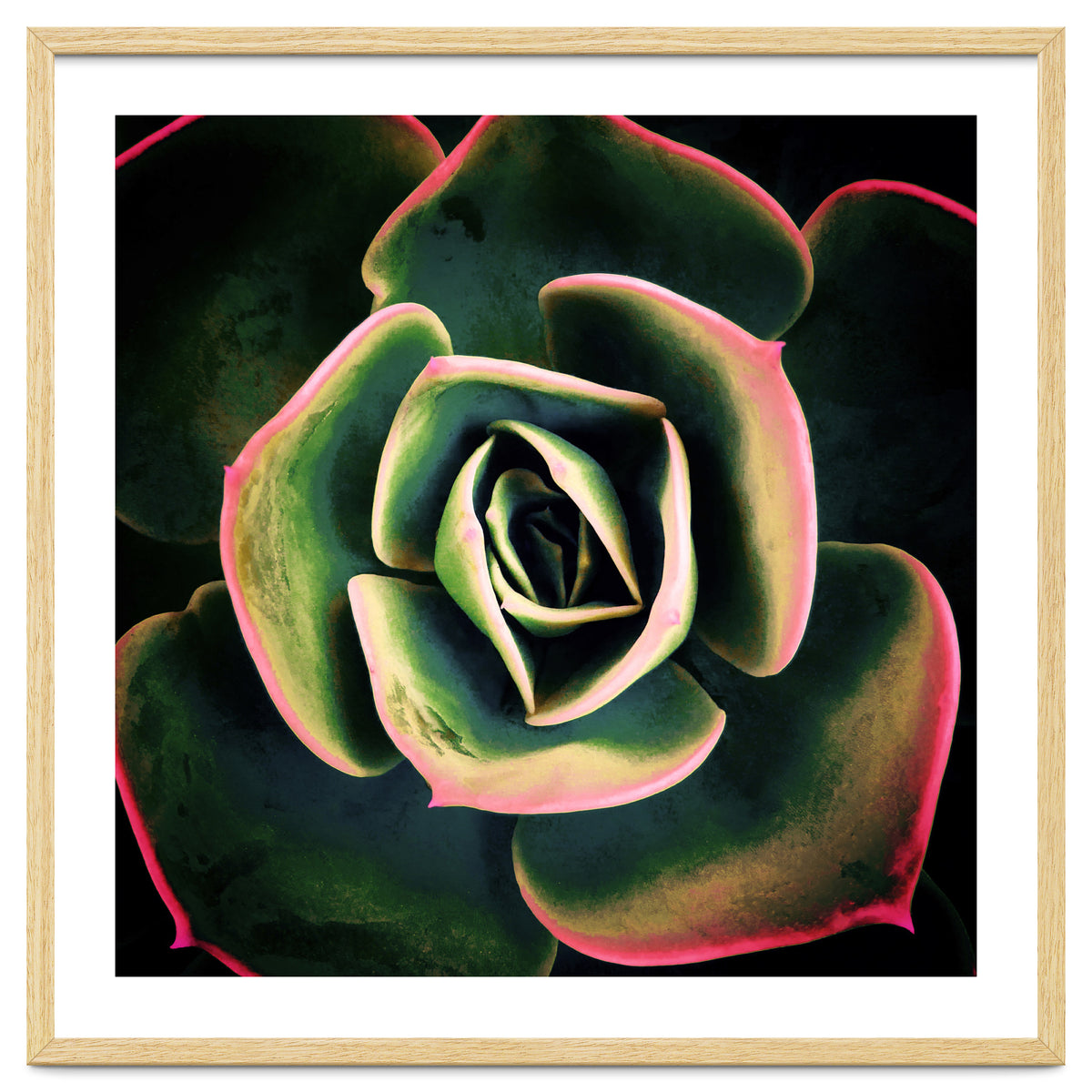 DARKSIDE OF SUCCULENTS XV