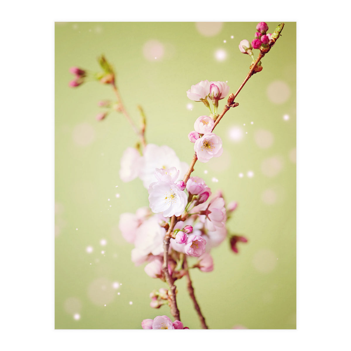 Springflowers (Print Only)