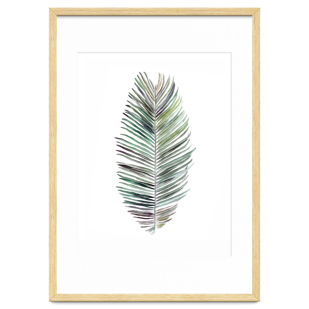 Botanical Illustration Cocos Palm