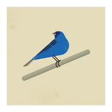 Indigo Bunting  (Print Only) thumbnail