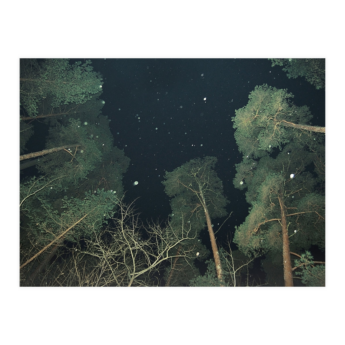 Broccoli (Print Only)