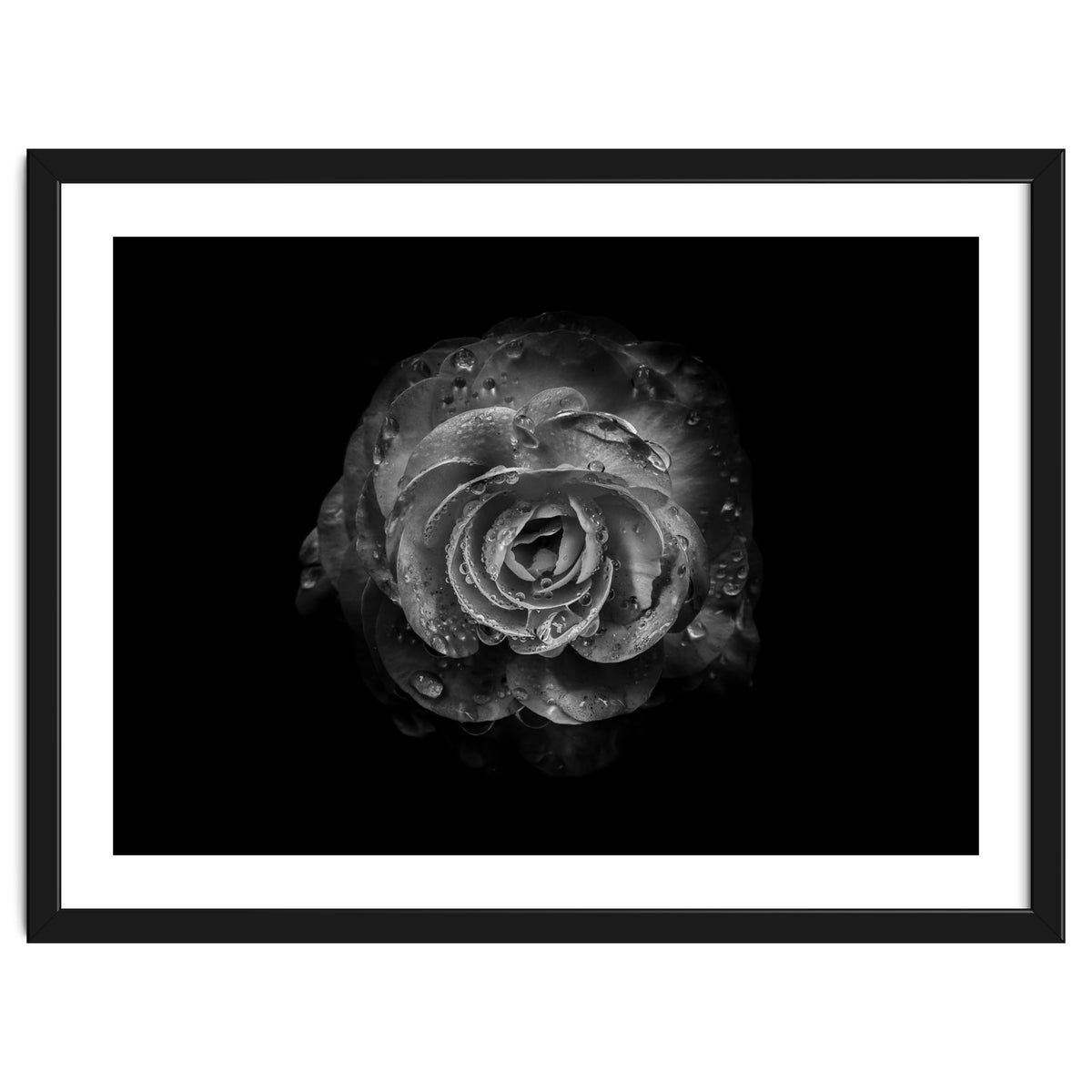 Backyard Flowers In Black And White No 64