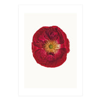 Cc Poppy 03 (Print Only)