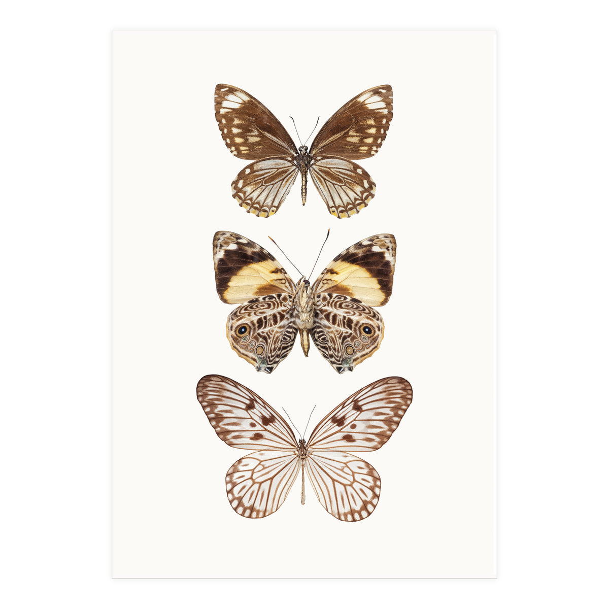 Cc Butterflies 06 (Print Only)