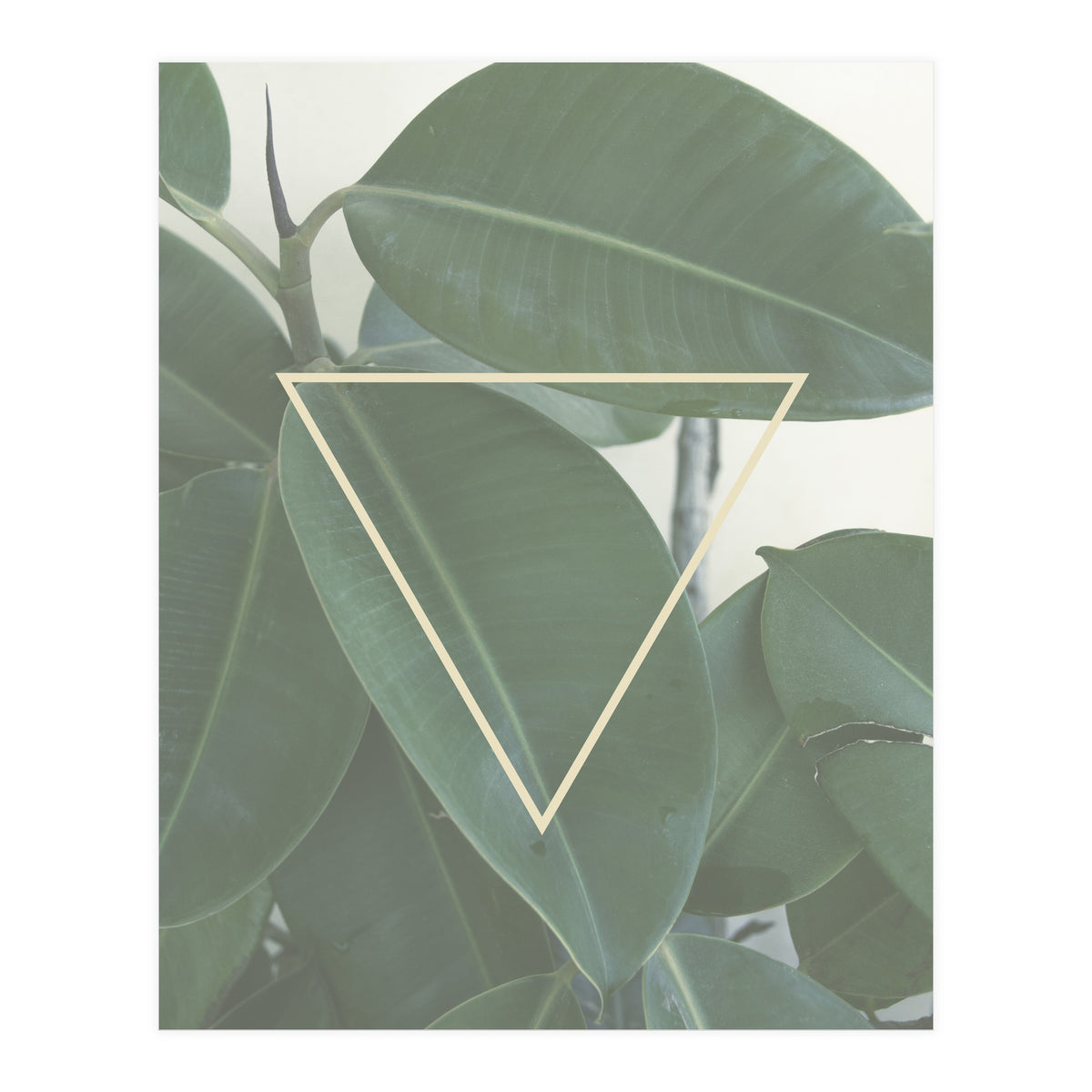 ficus triangle (Print Only)
