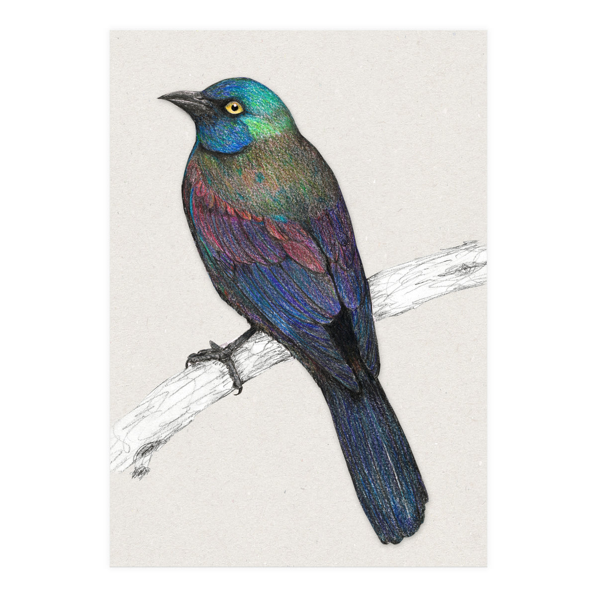 Common Grackle (Print Only)
