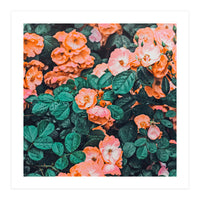 Vintage Blossom Ii (Print Only)