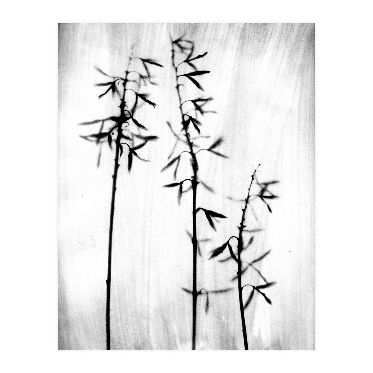 Hosta 3 (Print Only)