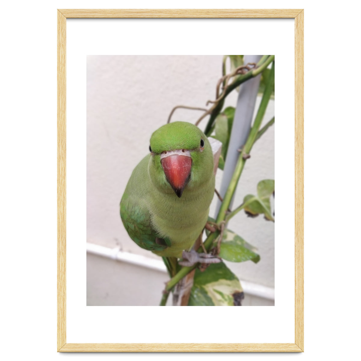 Attractive Indian Parrot