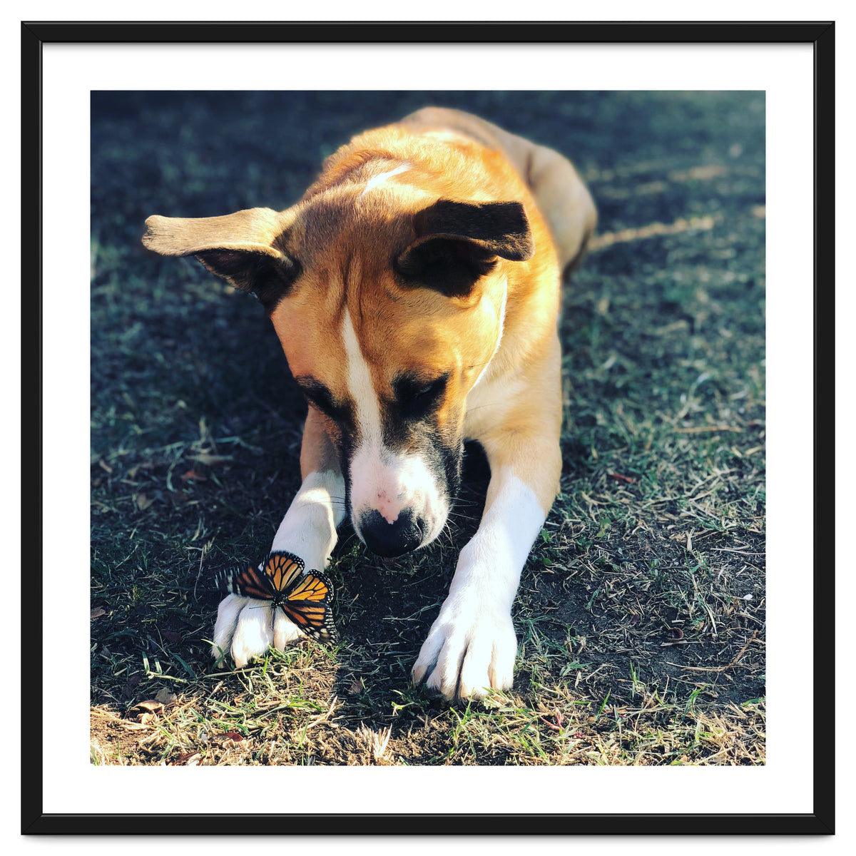 Cooper With Butterfly