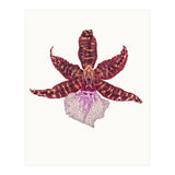 Cc Flower 05 (Print Only) thumbnail
