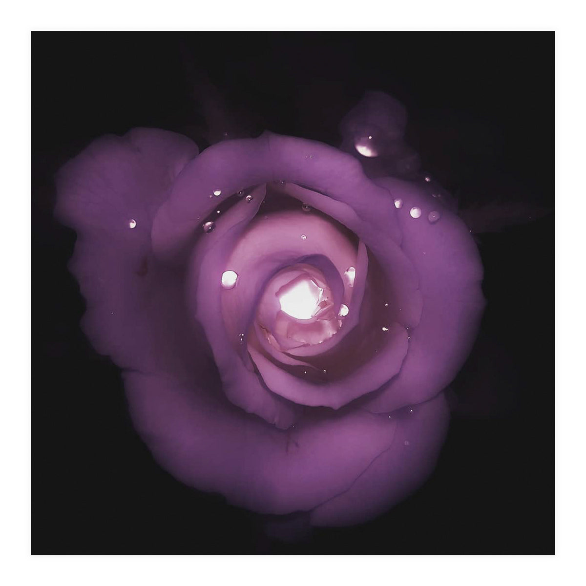 Glittering Rose (Print Only)