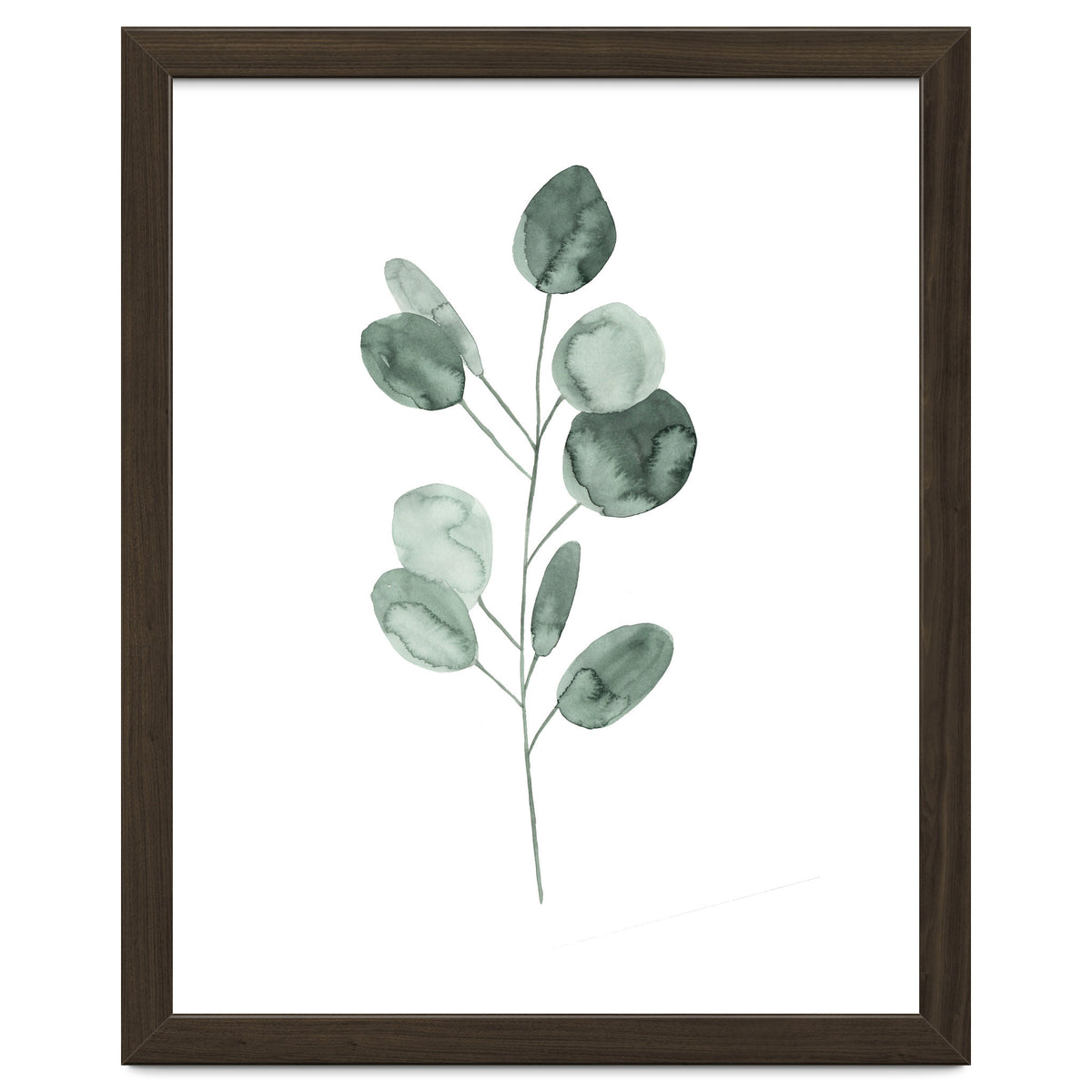 Botanical Illustration Eukalyptus2