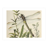 Dragonfly Vintage Illustration (Print Only) thumbnail