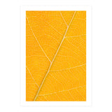 Autumn Leaf (Print Only) thumbnail
