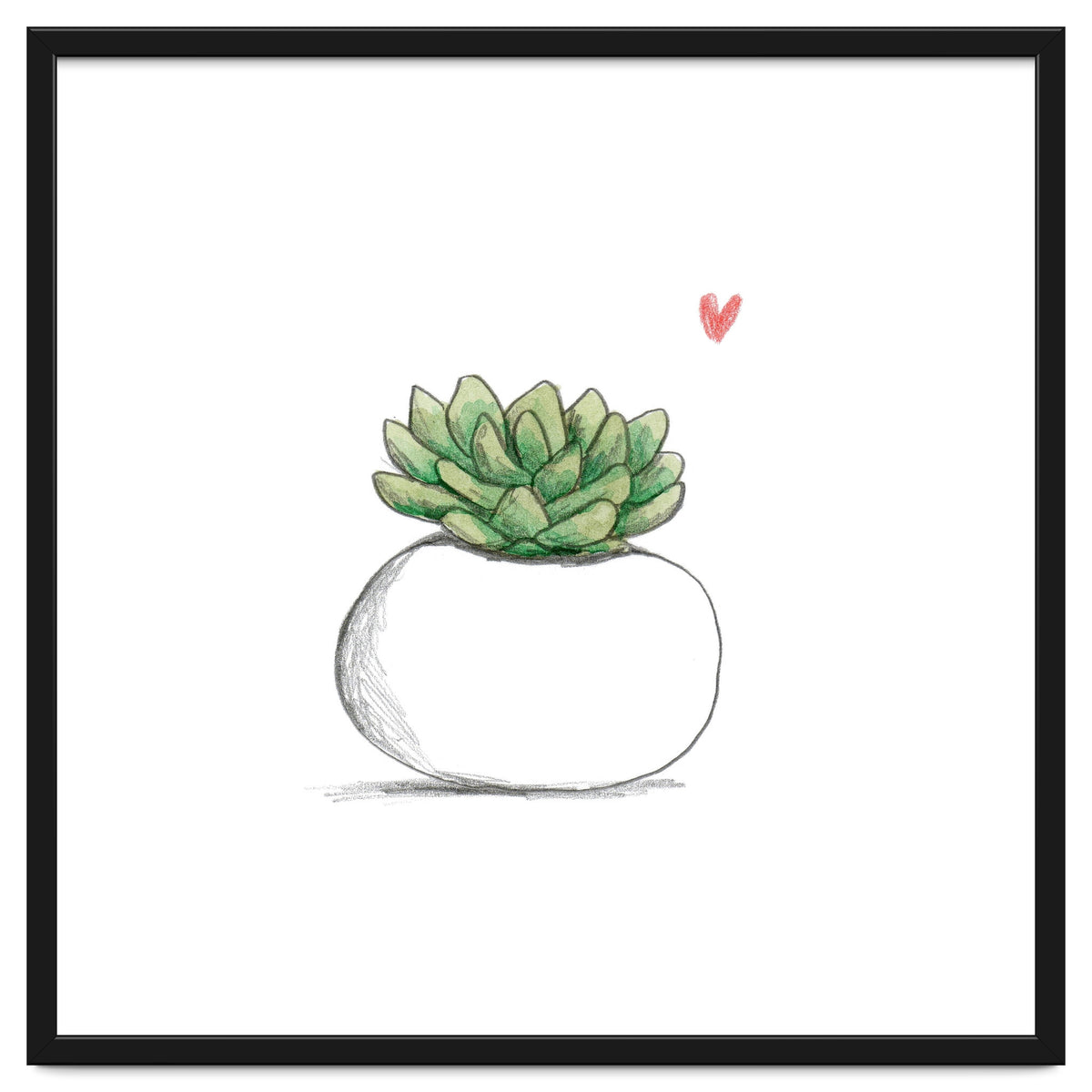 Succulent in Small White Planter