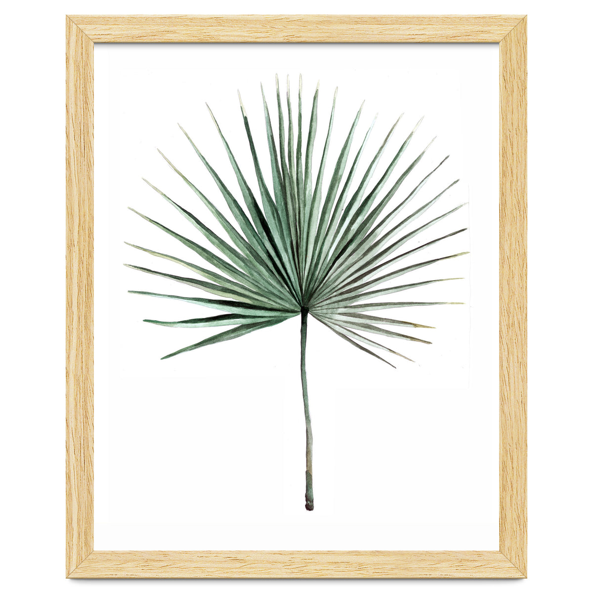 Botanical Illustration Fanpalm
