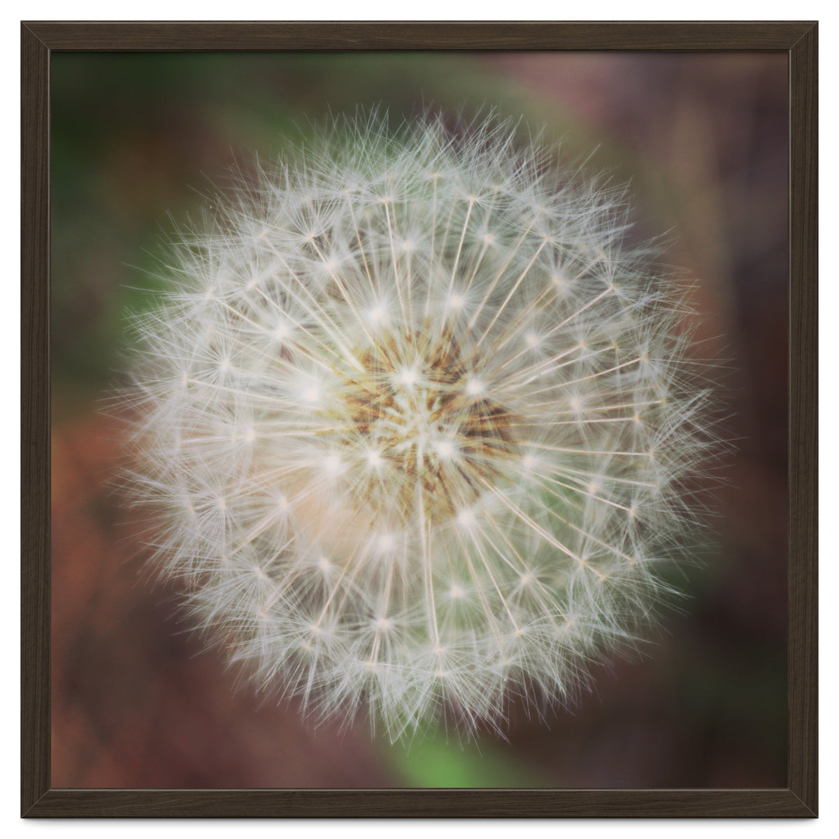 dandelion clock