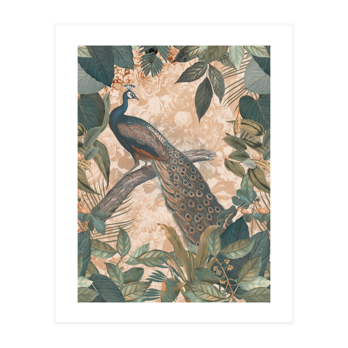 Vintage Peacock (Print Only)