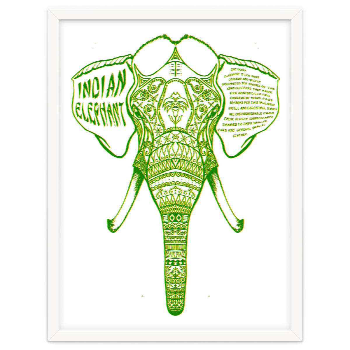 Indian Elephant