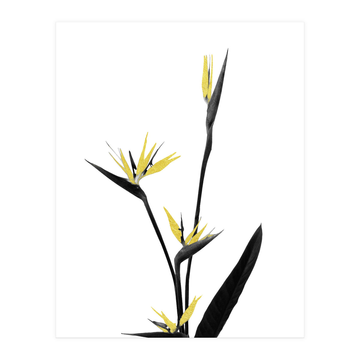 Flower Minimal Black And Gold 05 (Print Only)