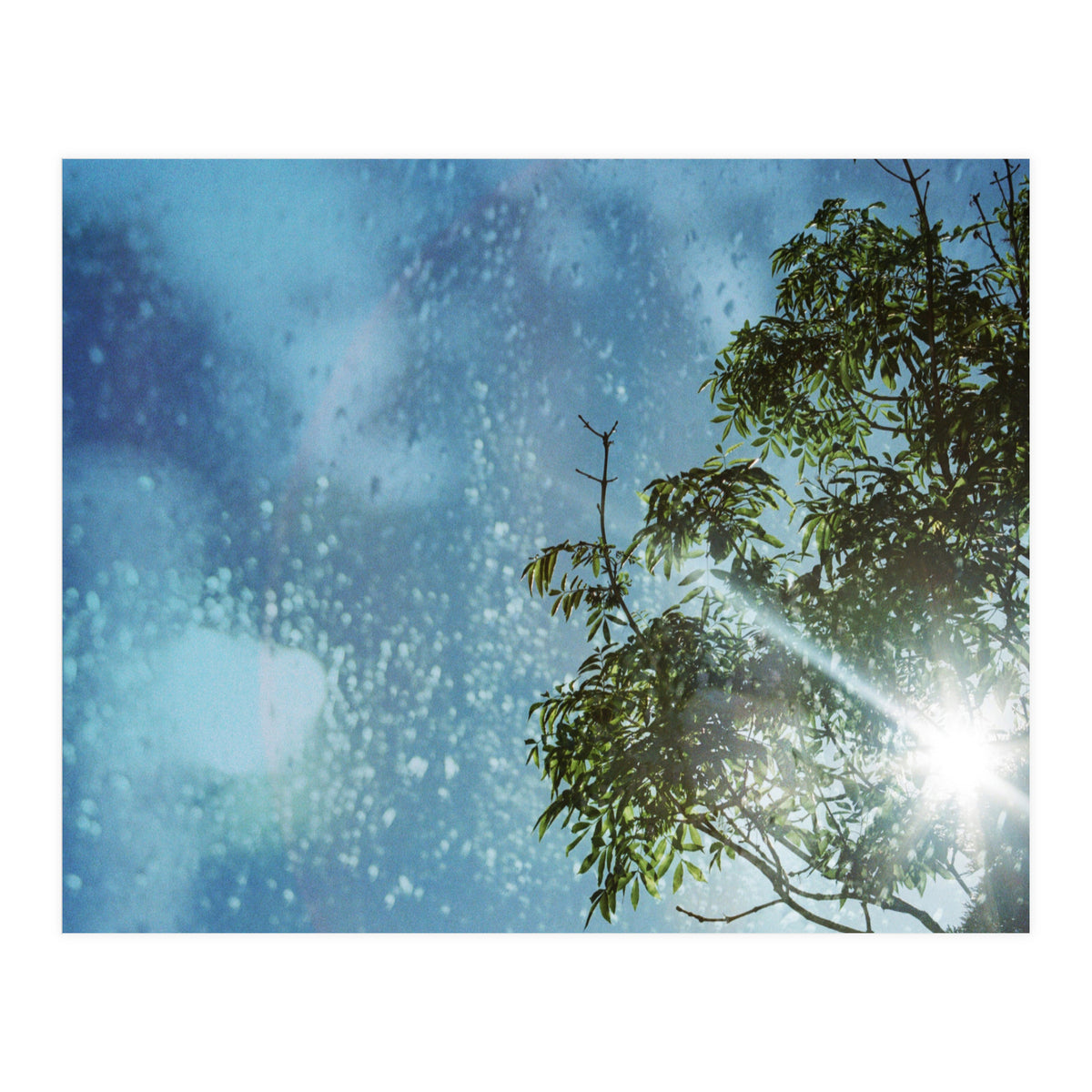 Sun Through Trees (Print Only)