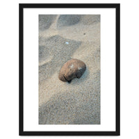 Coastal Shell