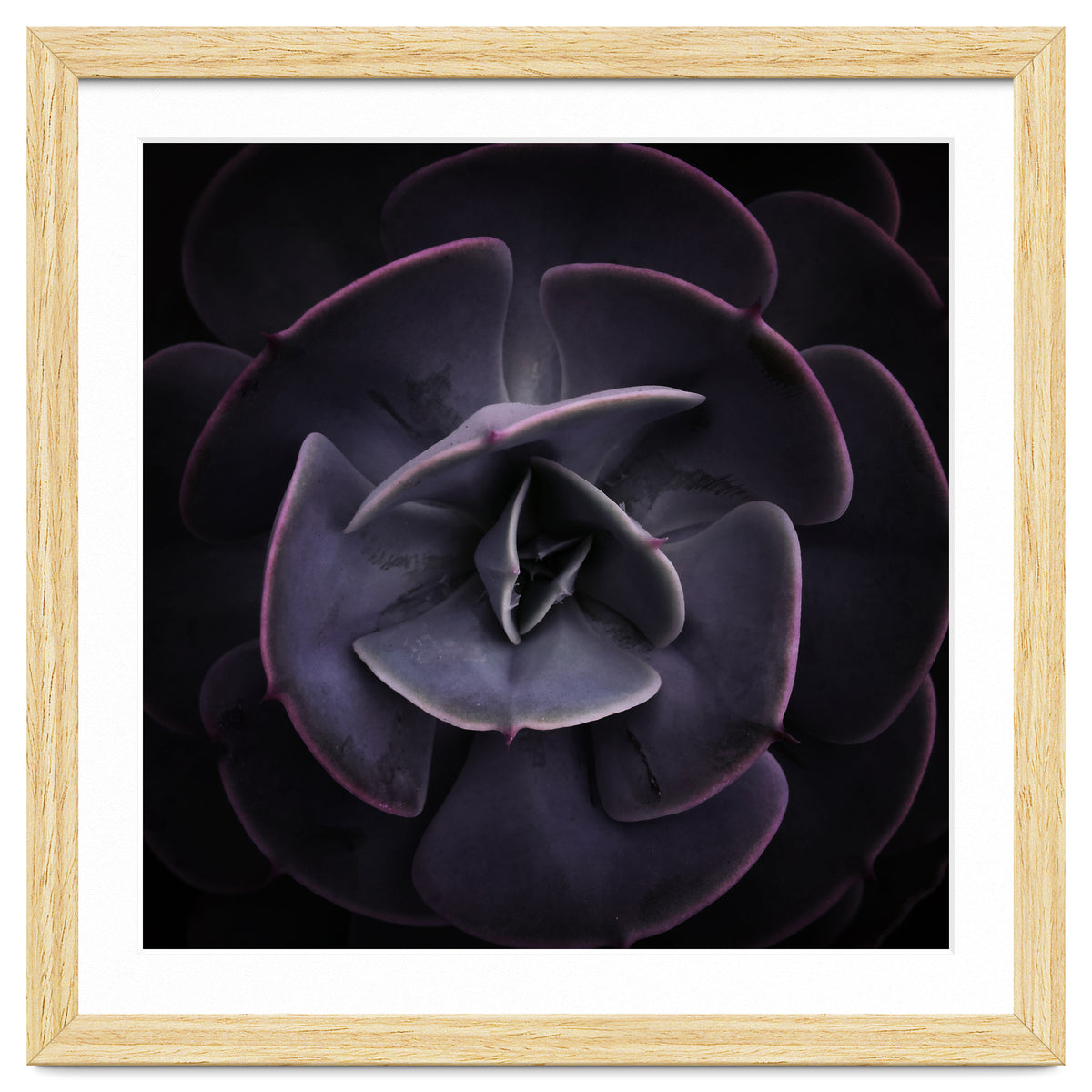 DARKSIDE OF SUCCULENTS VIII