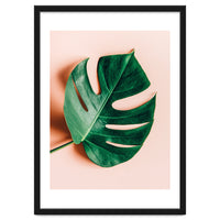 Monstera Shadow