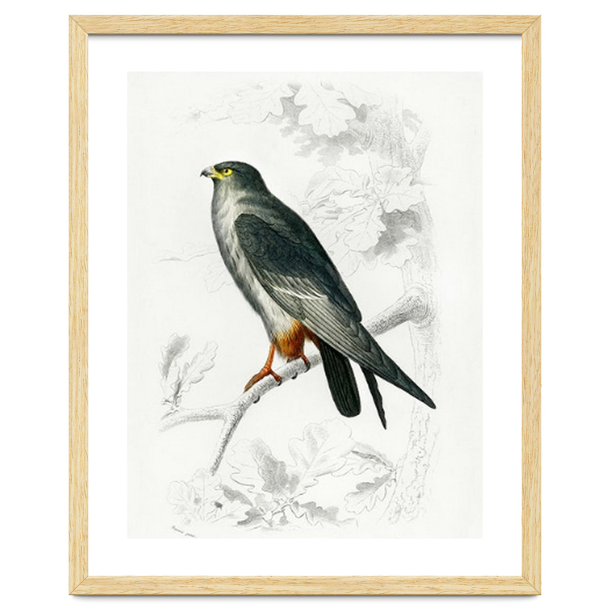 Red-footed Falcon illustrated