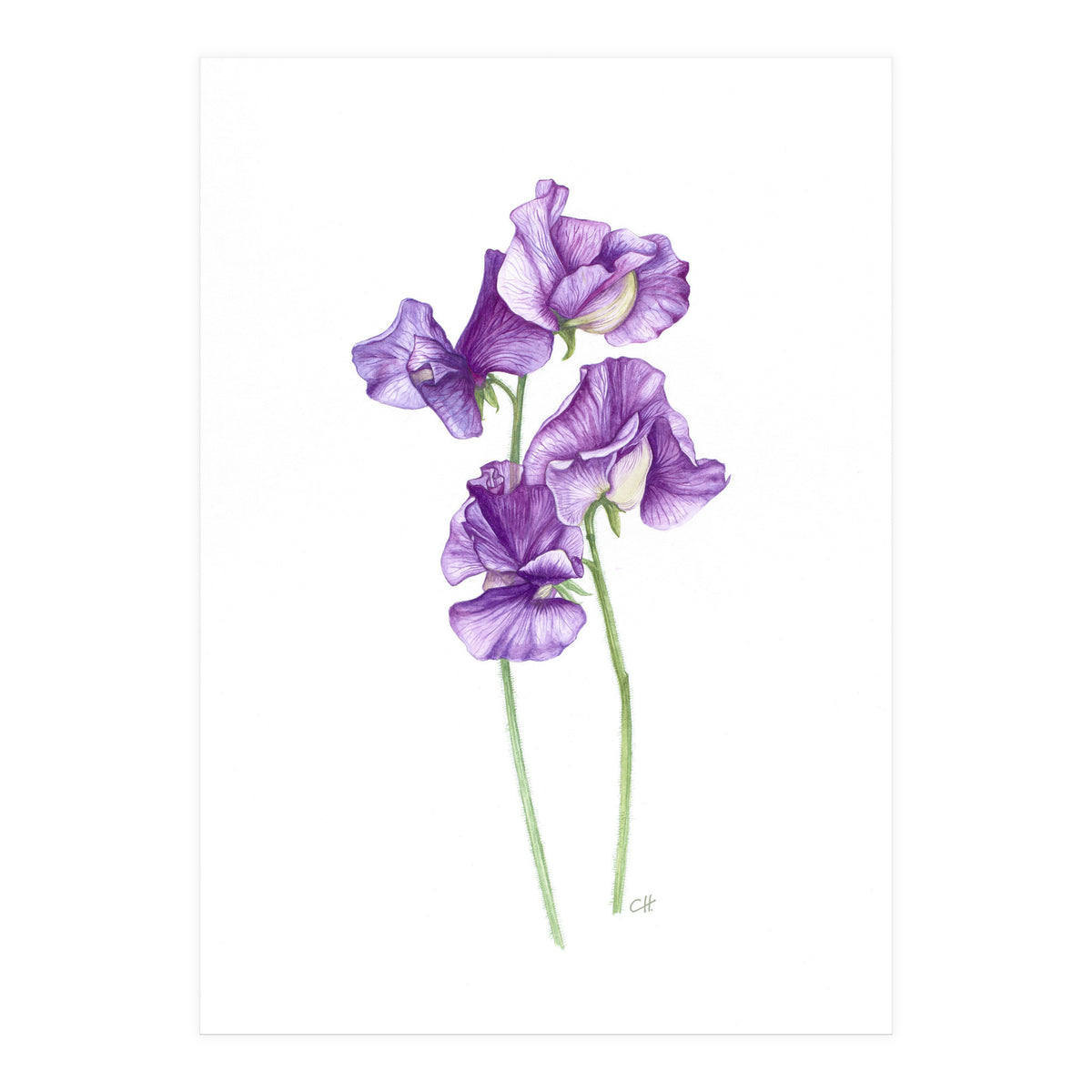 A Purple Posy Of Sweet Peas (Print Only)
