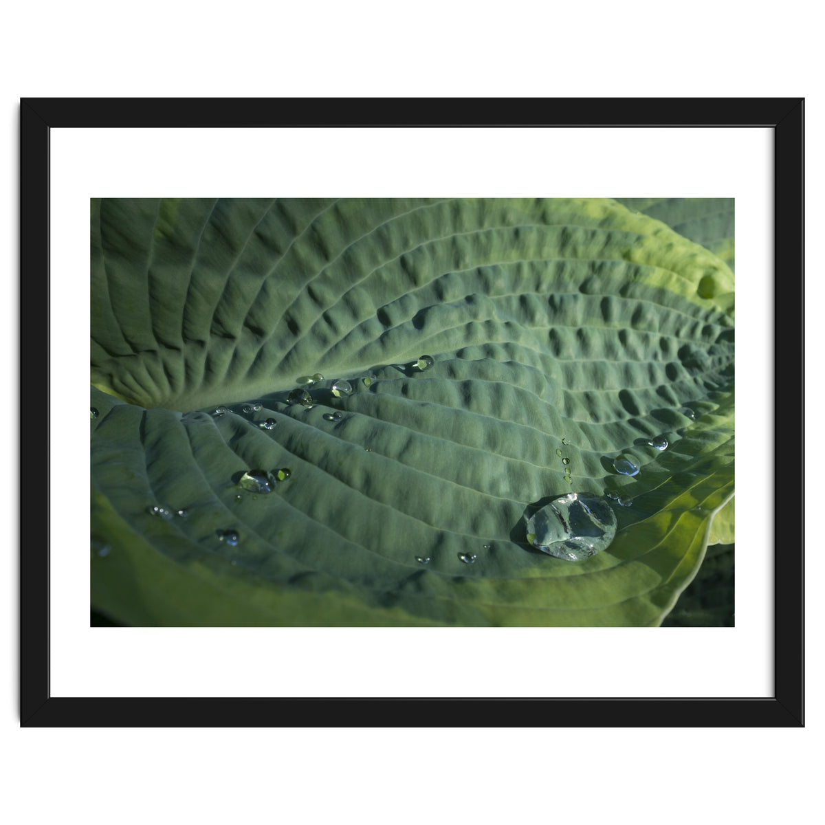 Hosta With Raindrops